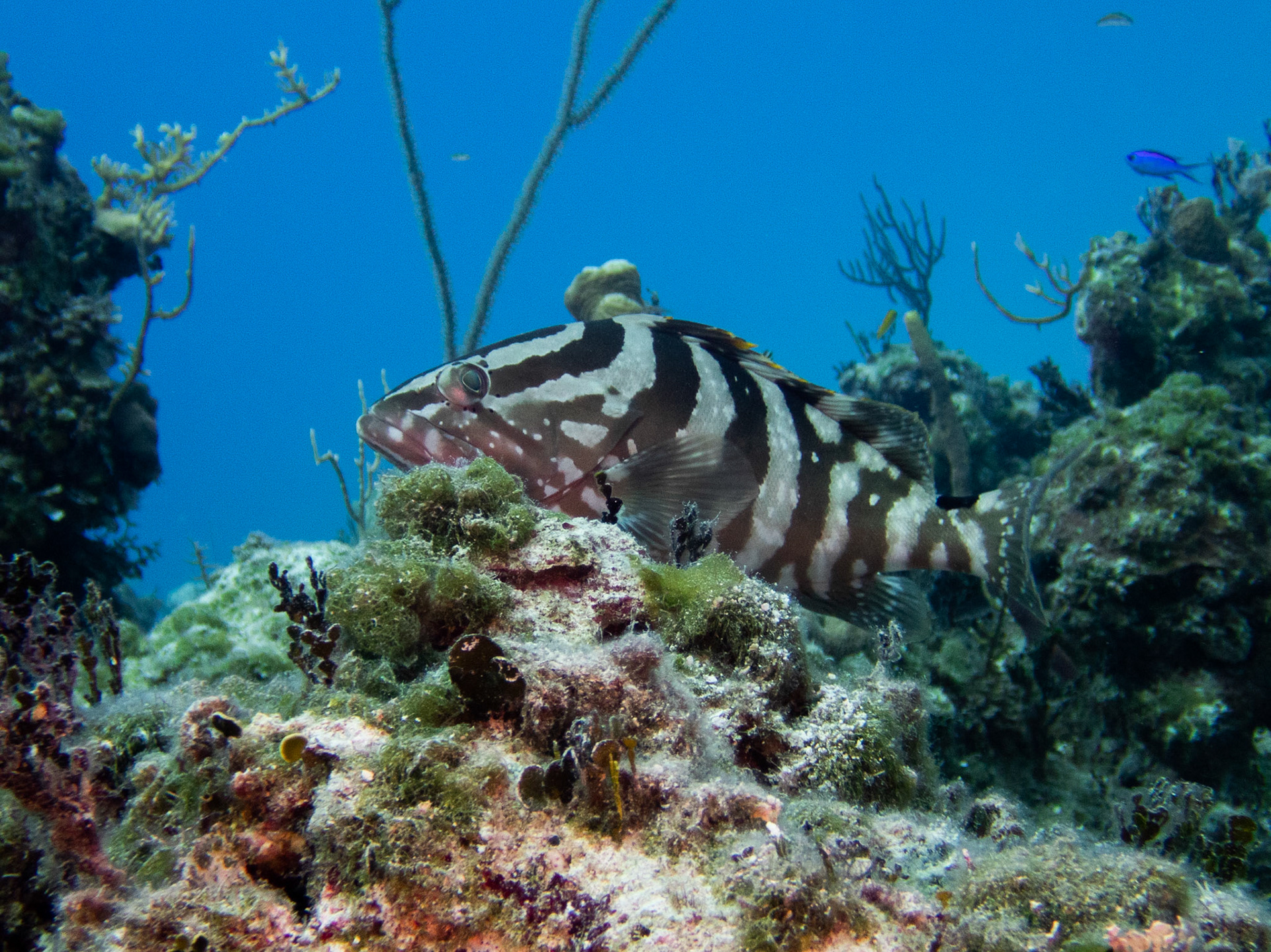 Nassau Grouper