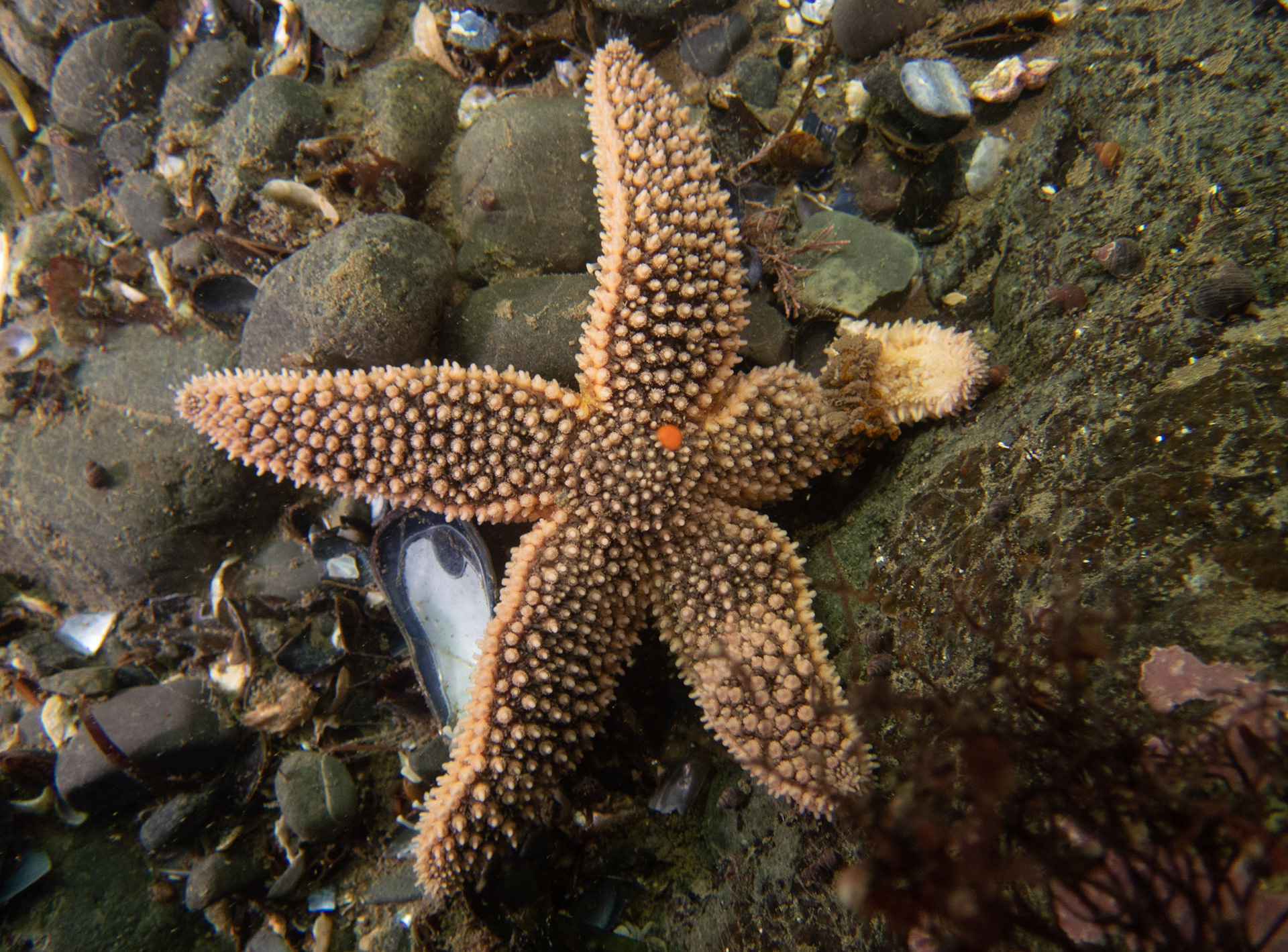 Lots of stars with some sort limb disease