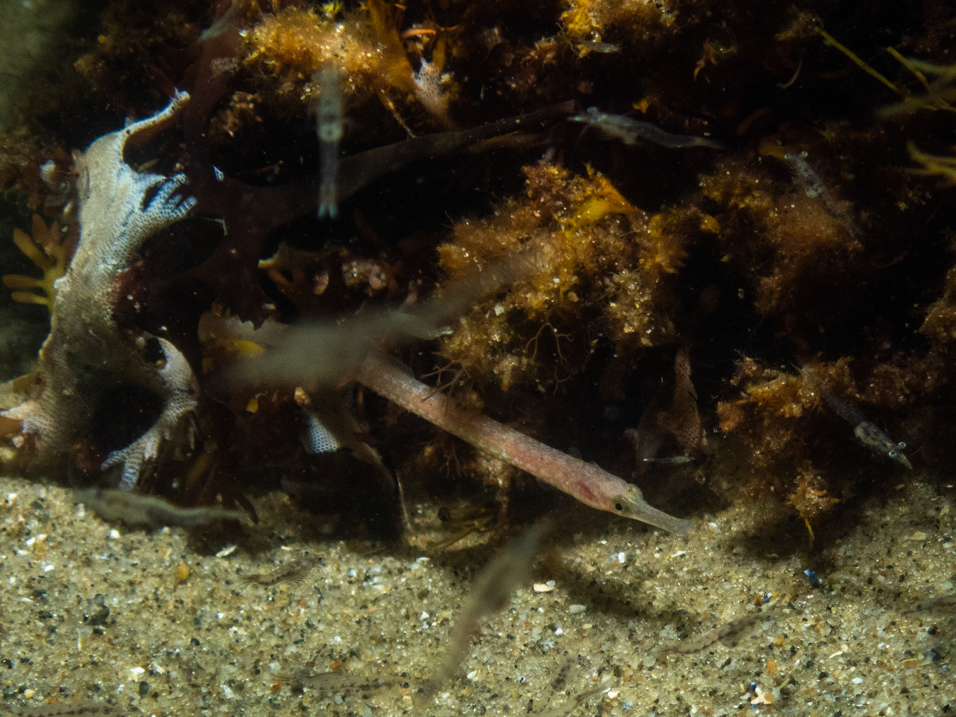 Northern Pipefish