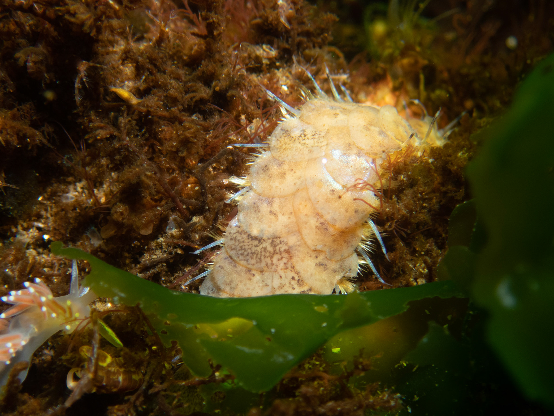Twelve Scaled Worm