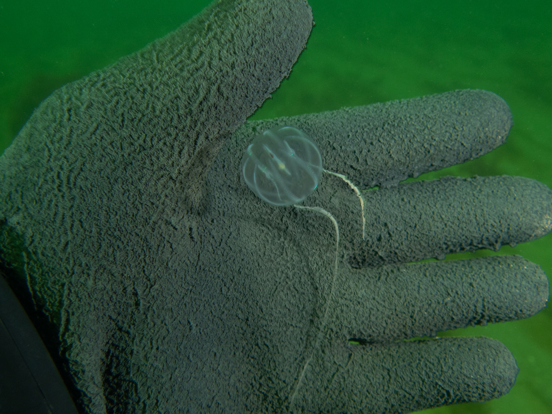 Sea gooseberry