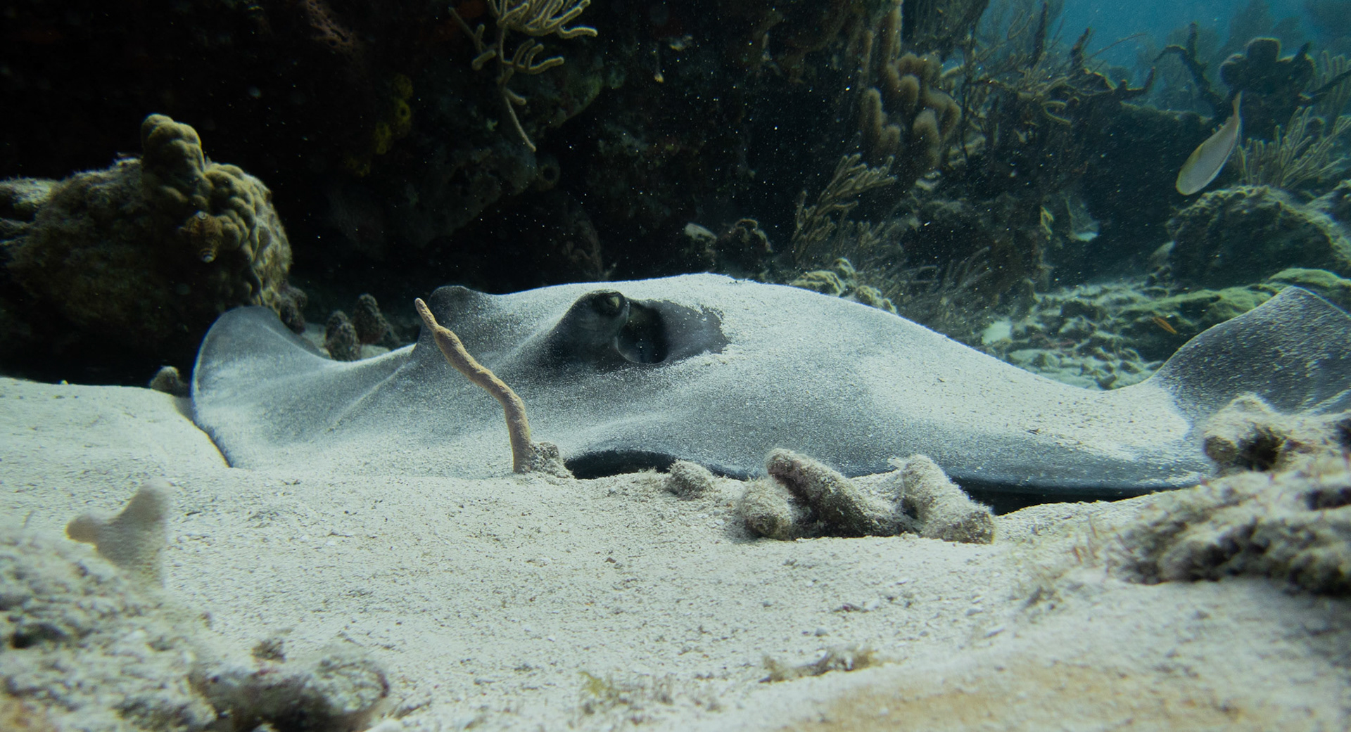 Southern stringray