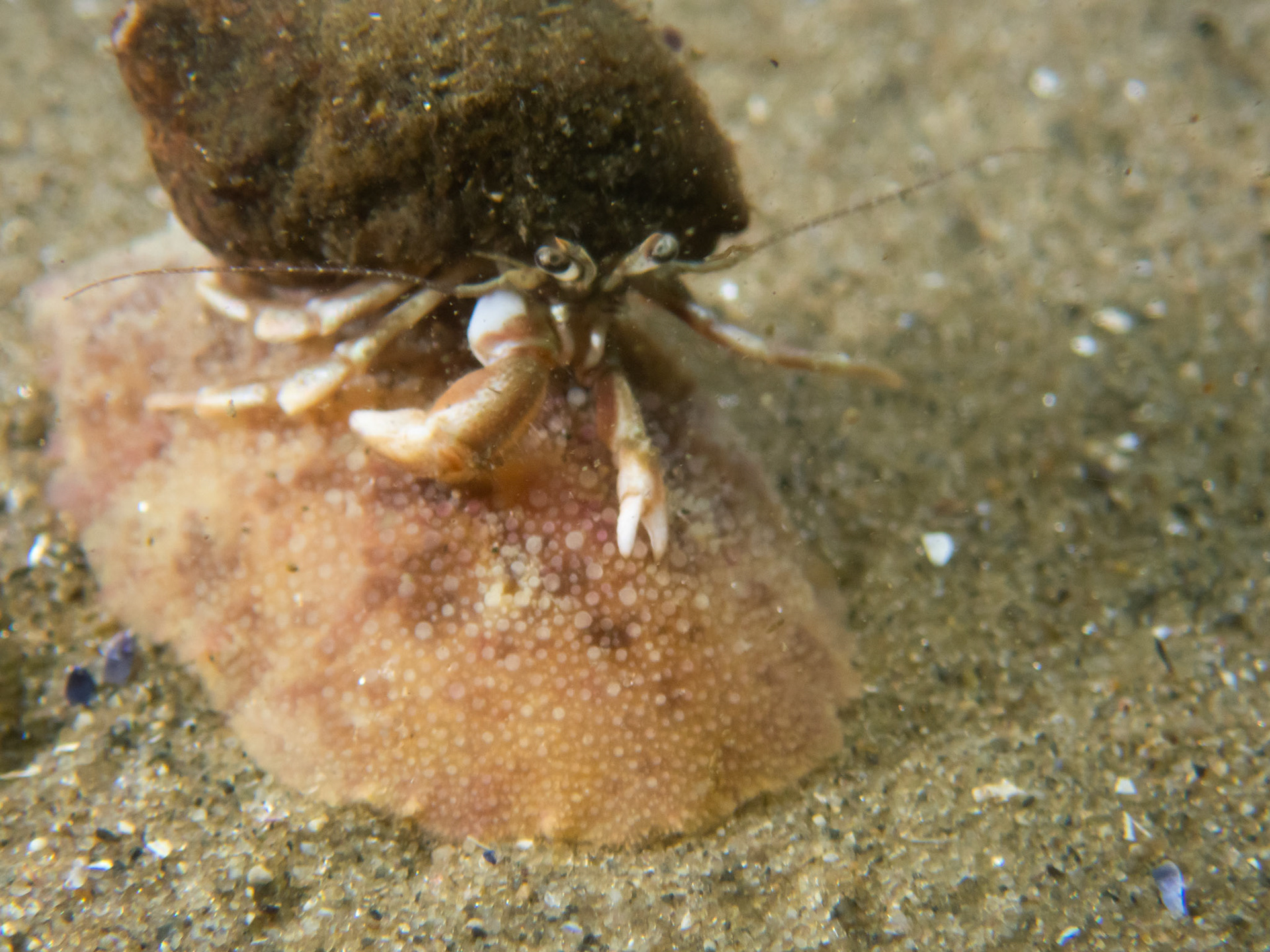 Hermit crab catching a ride on a sea lemon