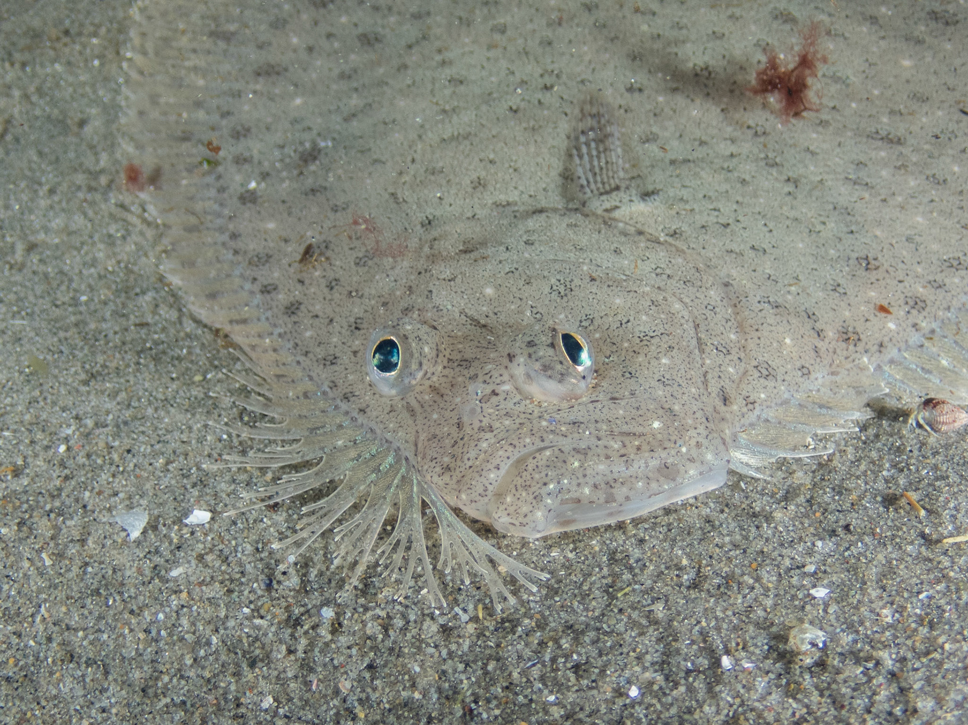 Windowpane Flounder