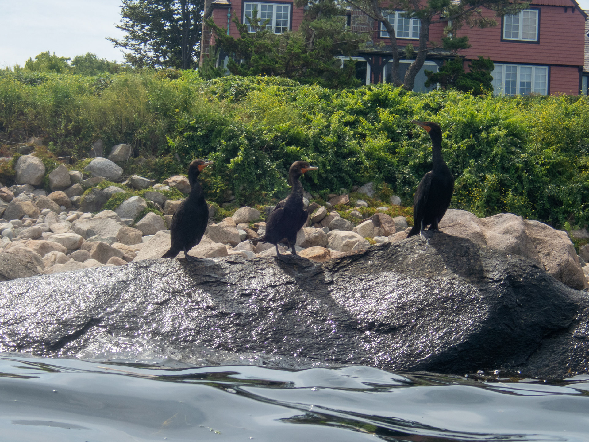Cormorants