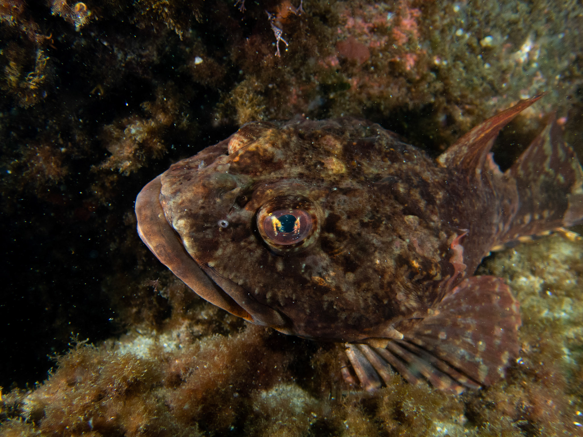 Shorthorn Sculpin