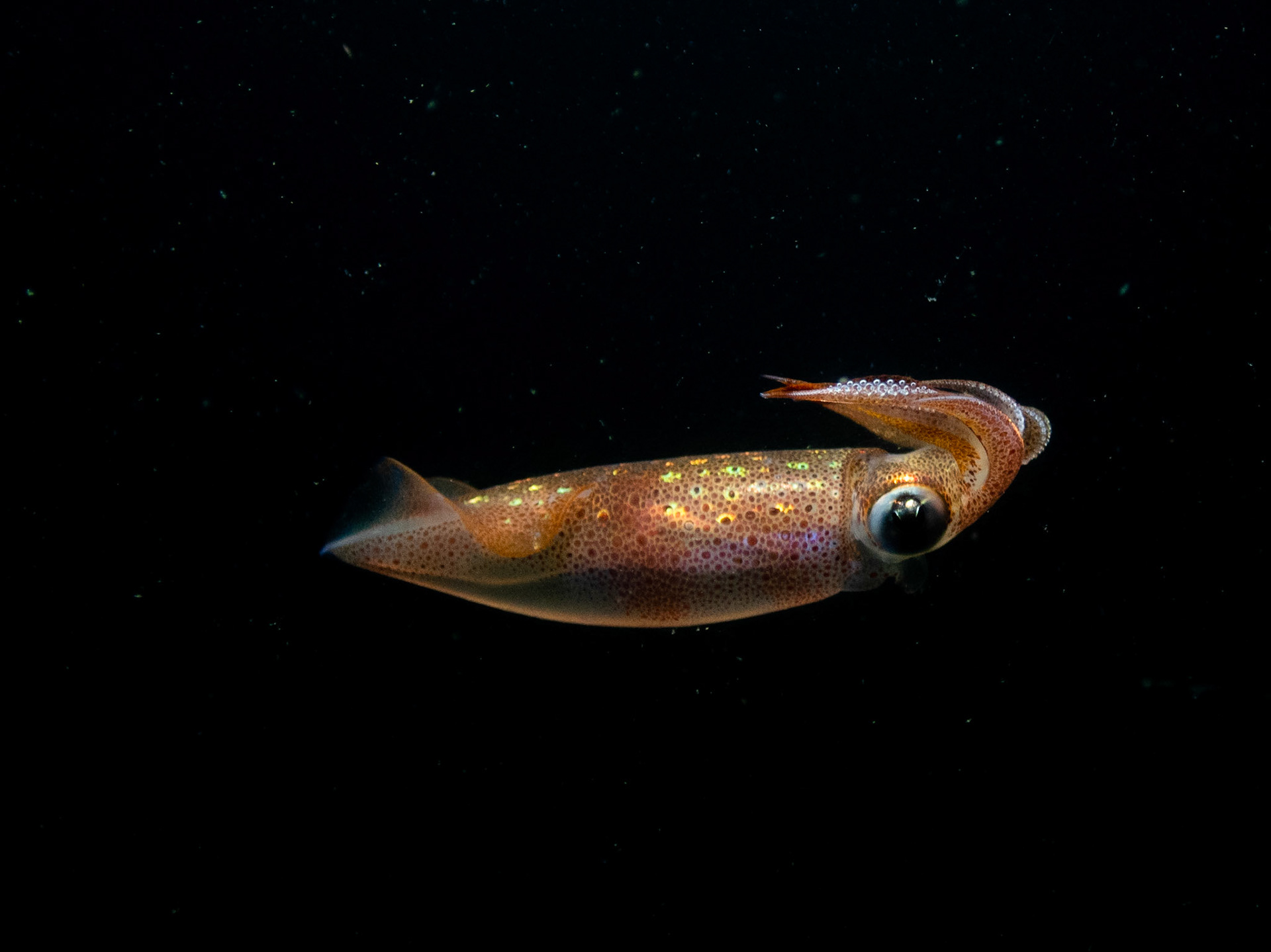 Longfin Squid