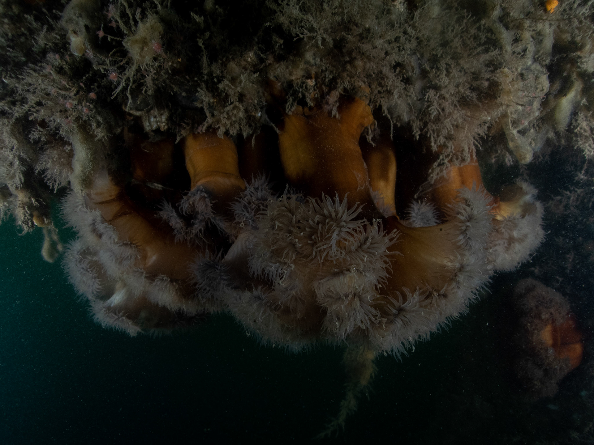Frilled anemones hanging from the ceiling
