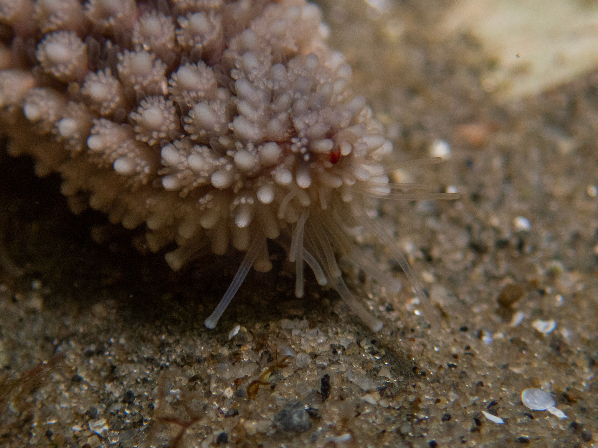 Sea star tube feet