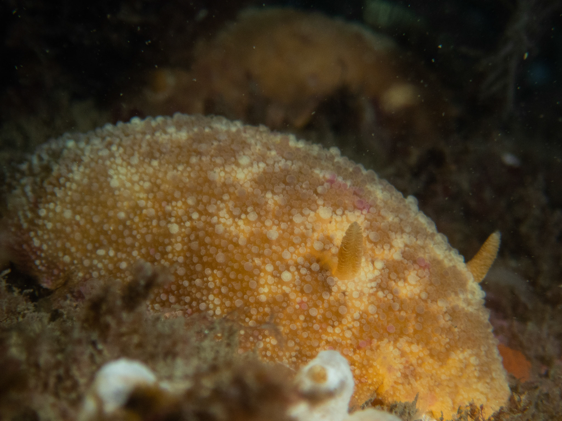 Sea Lemon