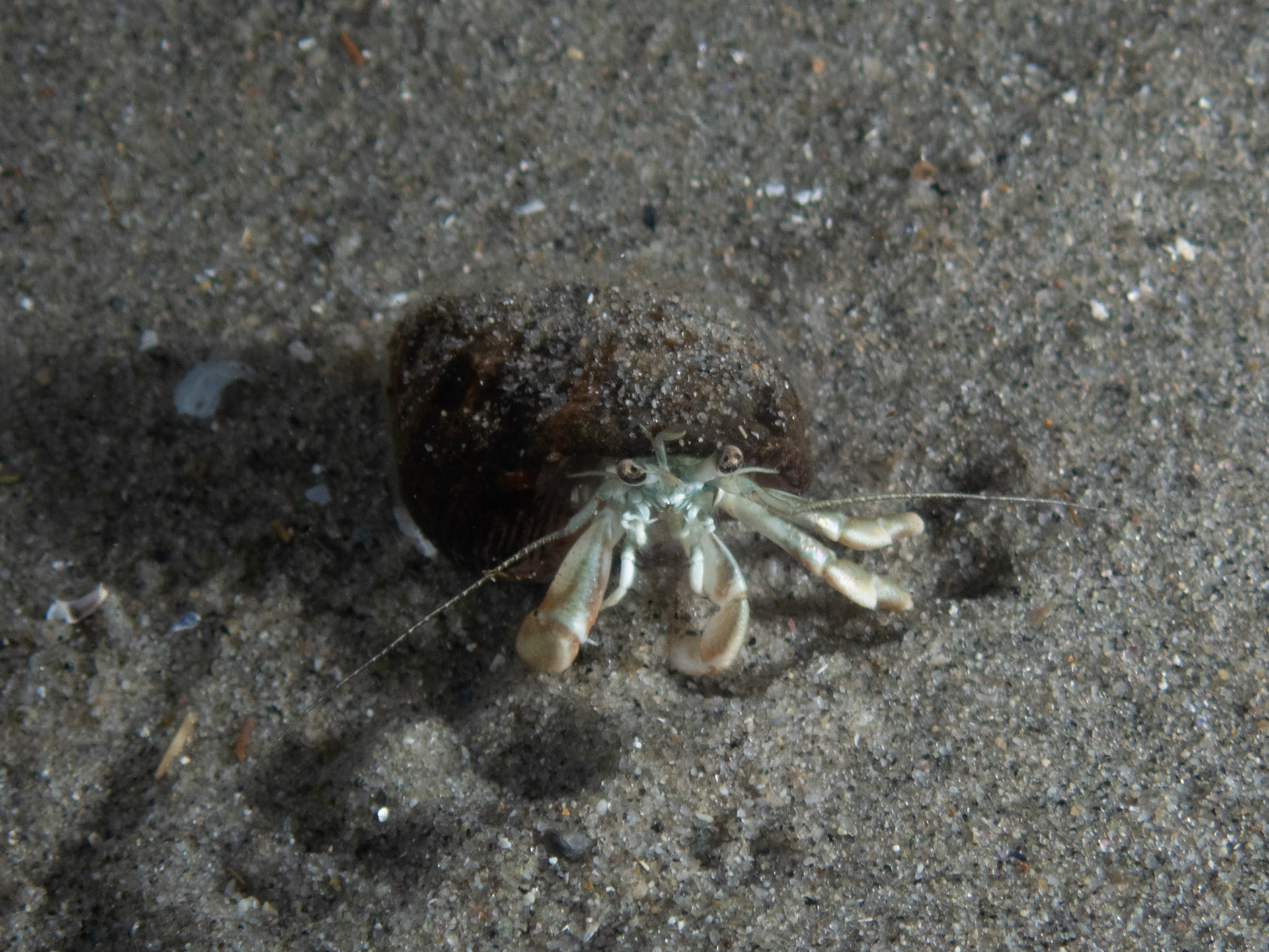 Longwrist Hermit Crab