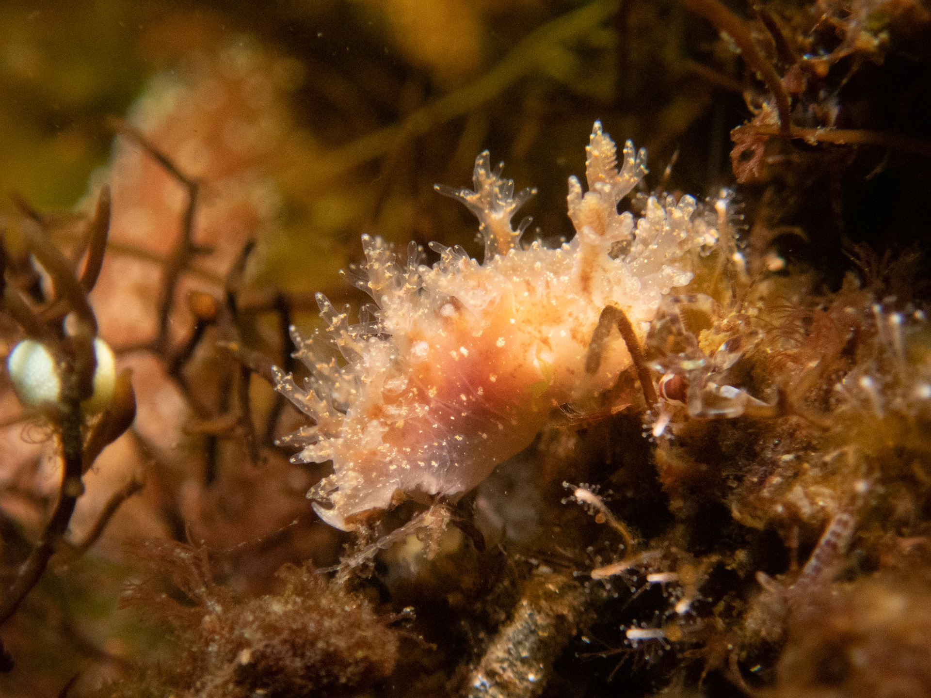 Dendronotus frondosus