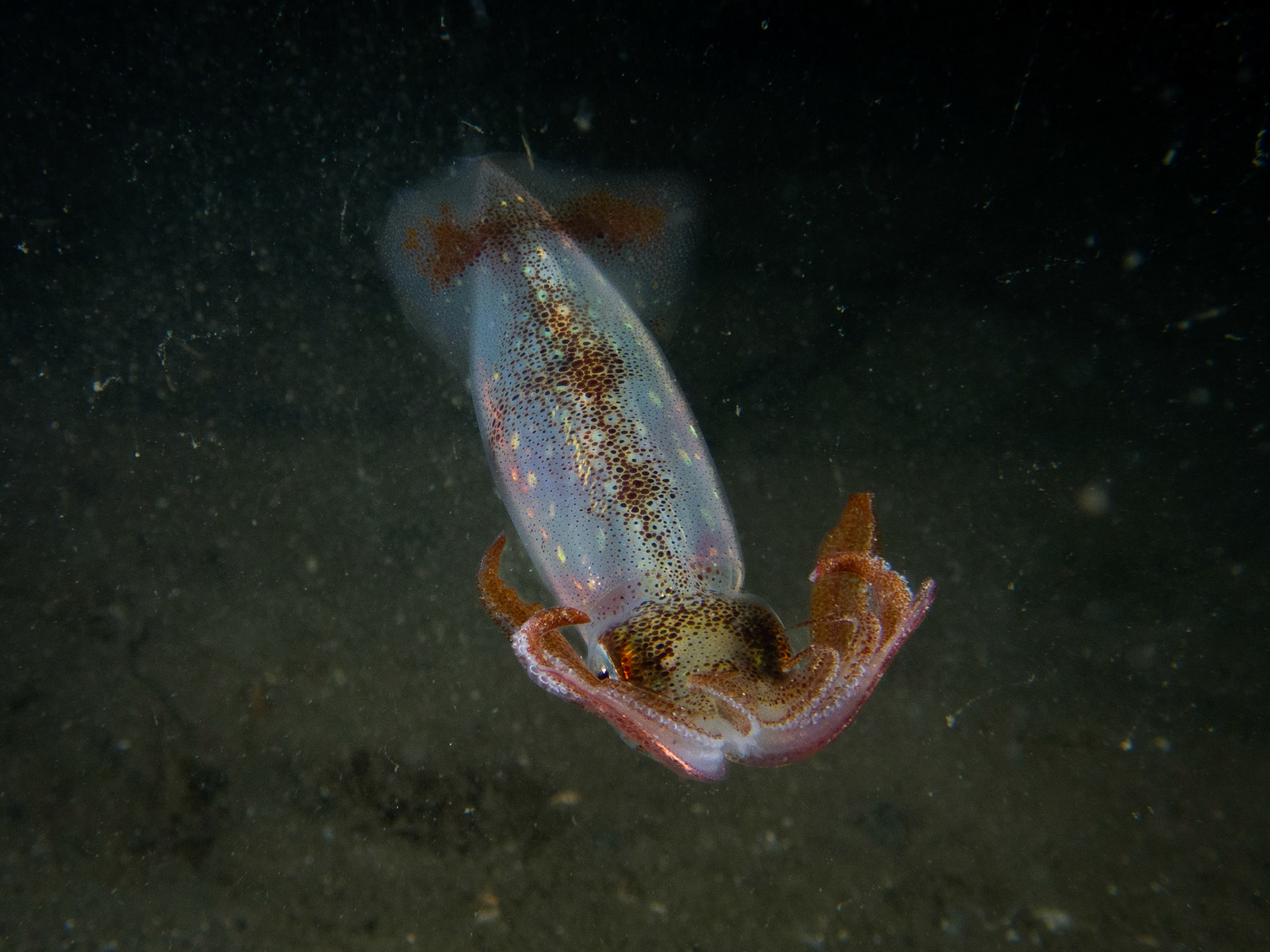 Squid striking an pose