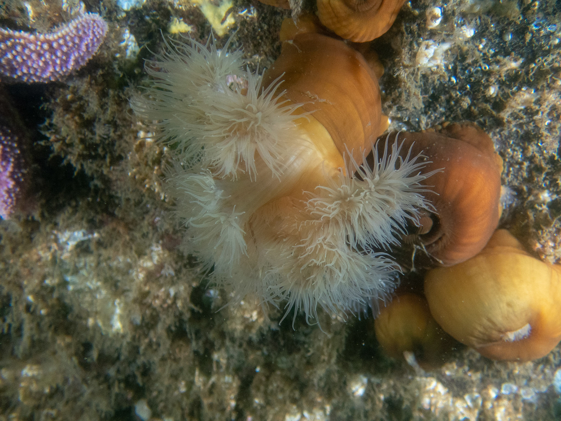 Frilled anemones on the overhang