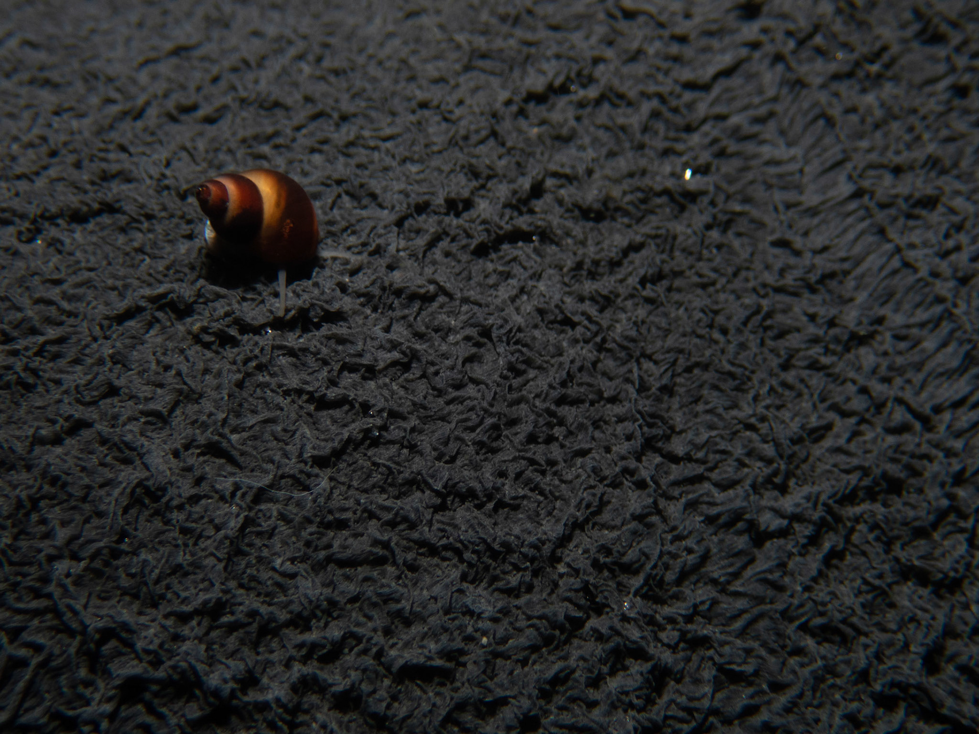 Tiny snail hitching a ride on my glove