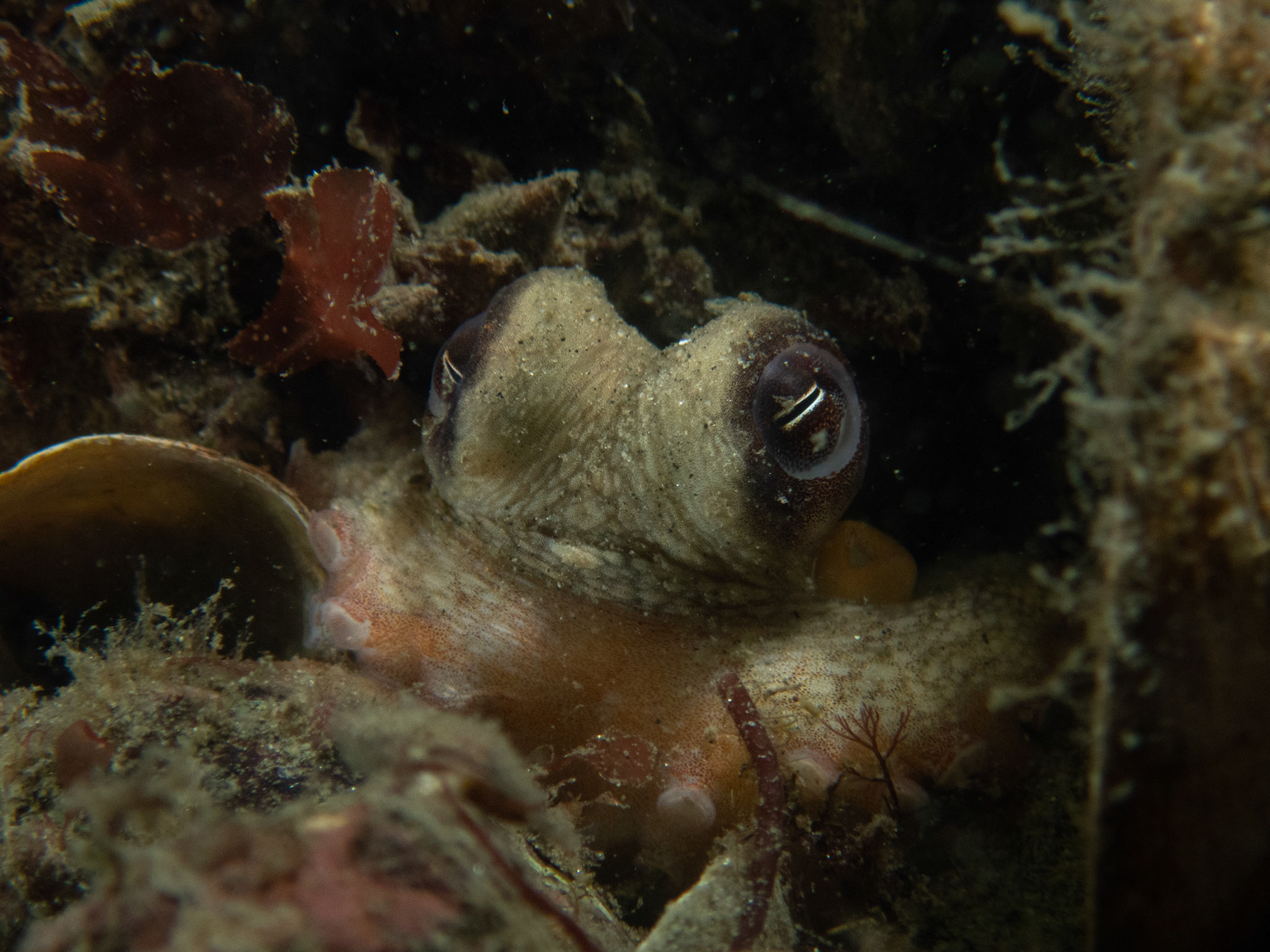 Octopus in its den