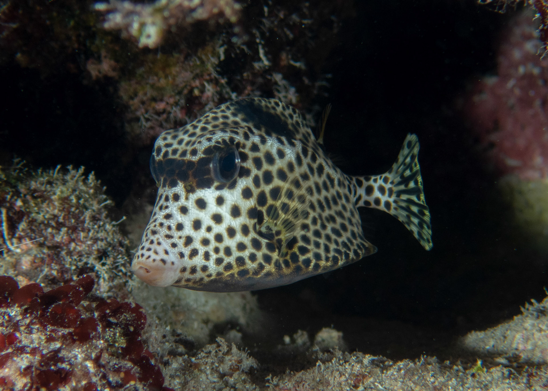 Spotted Trunkfish