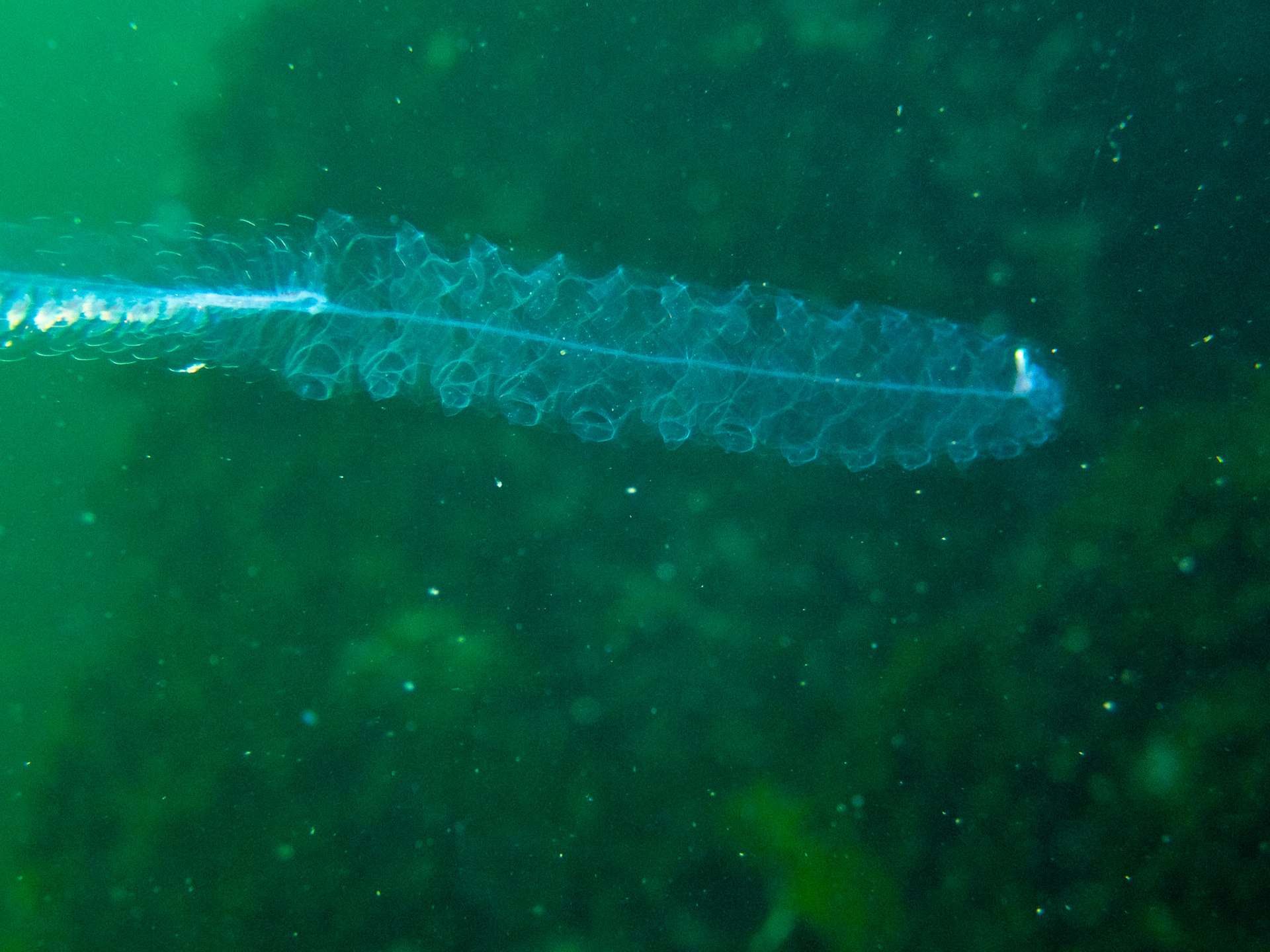 Siphonophore propulsion