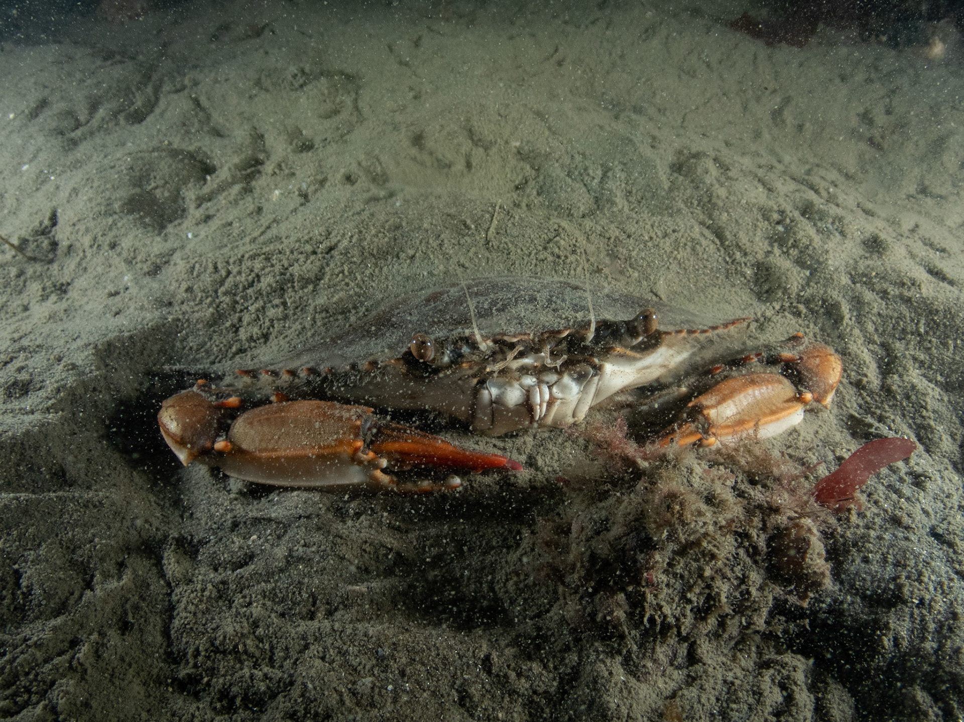 Female blue crab