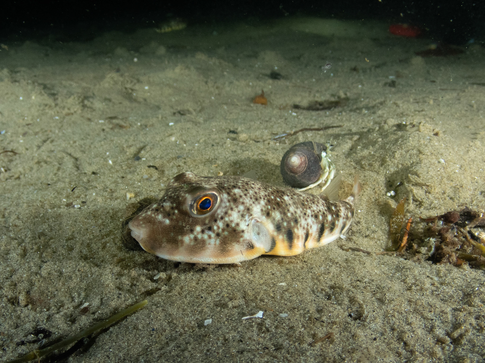 Northern puffer with longwrist hermit crab