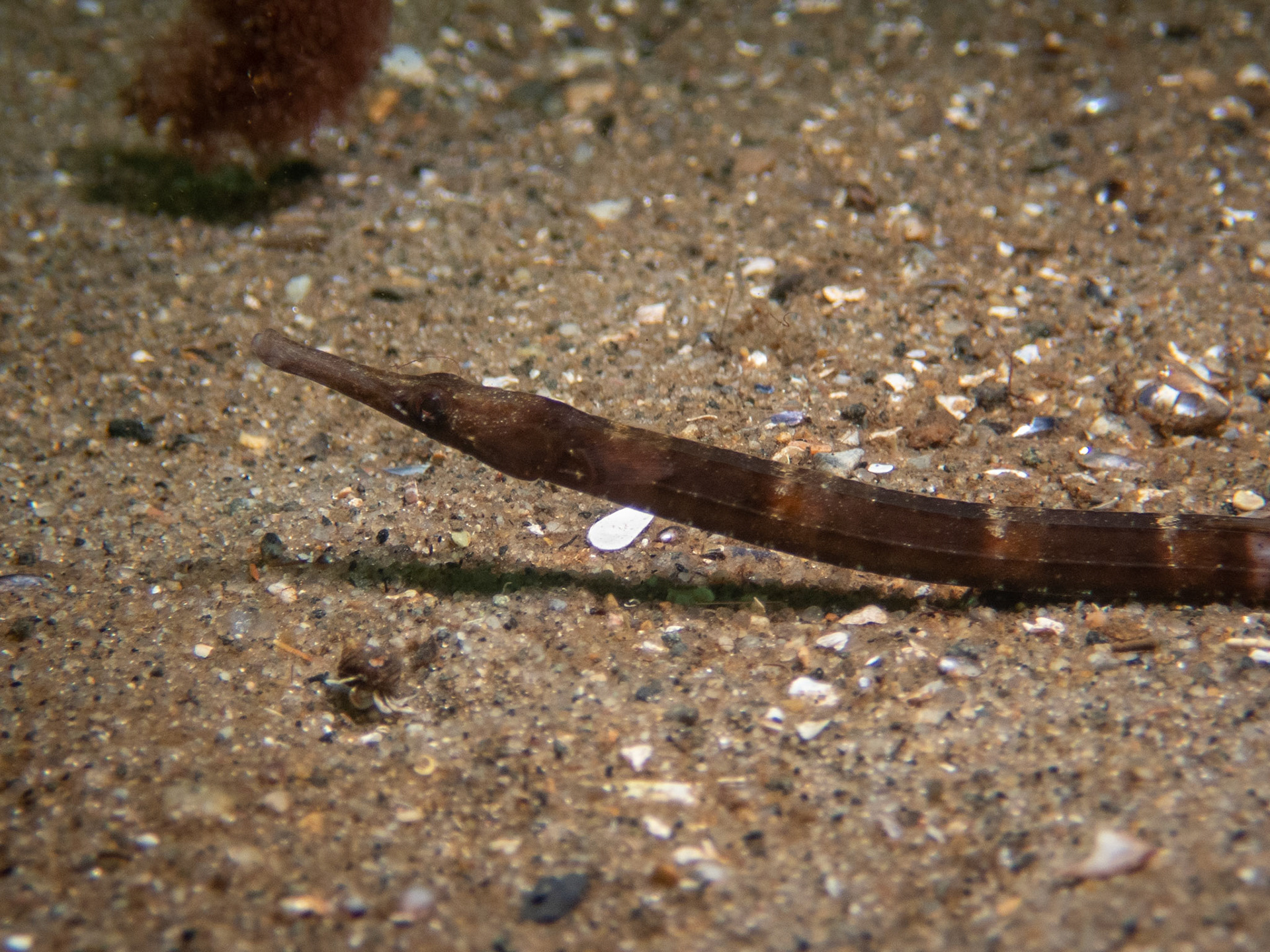 Northern pipefish