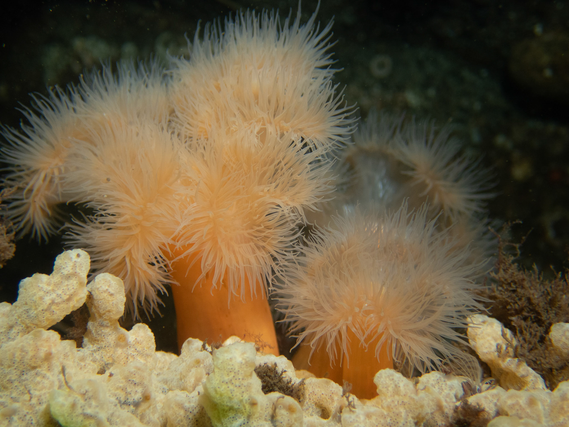 Frilled Anemone