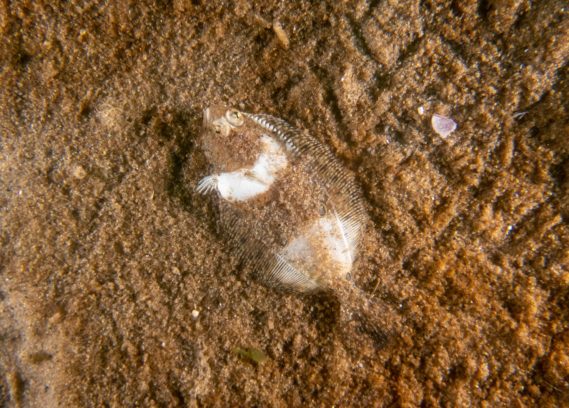 Interesting flounder pattern