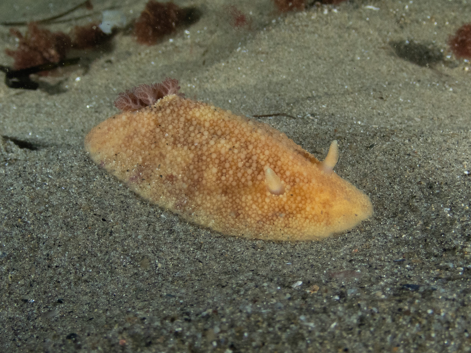 Sea lemon