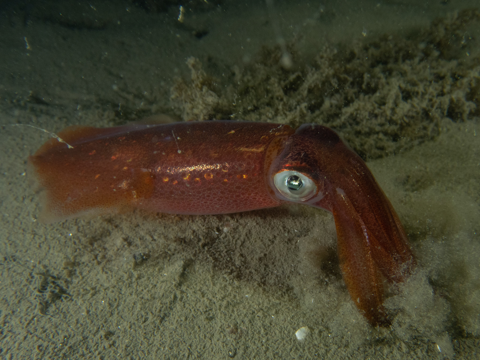Squiddy
