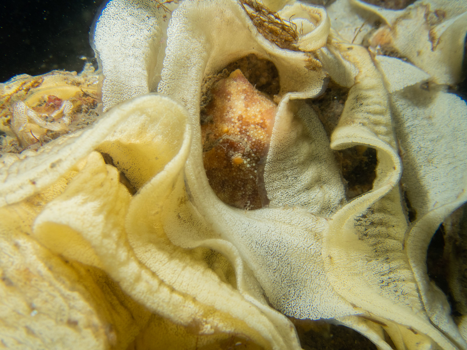 Sea Lemon surrounded by egg strings