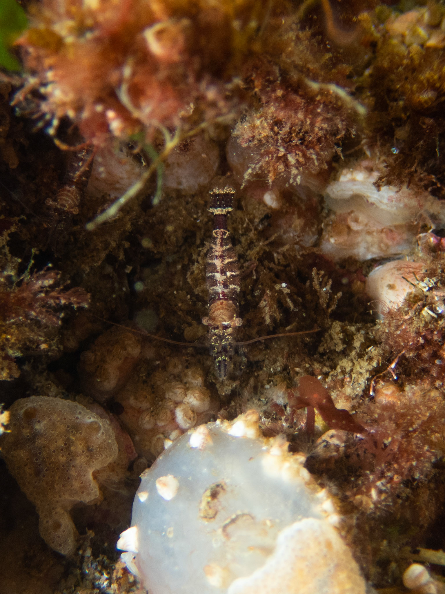 Zebra lebbeid shrimp