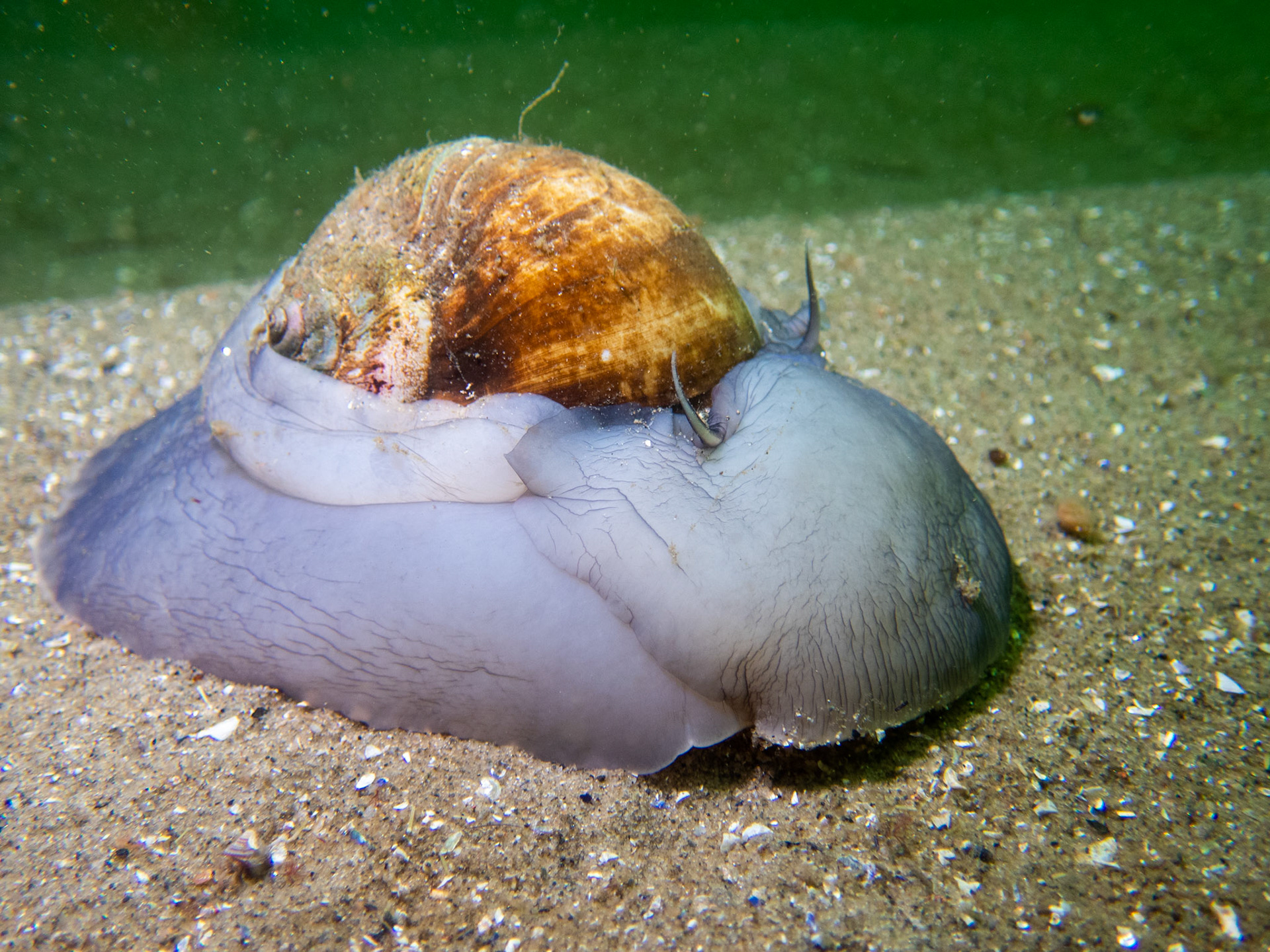 Moon Snail