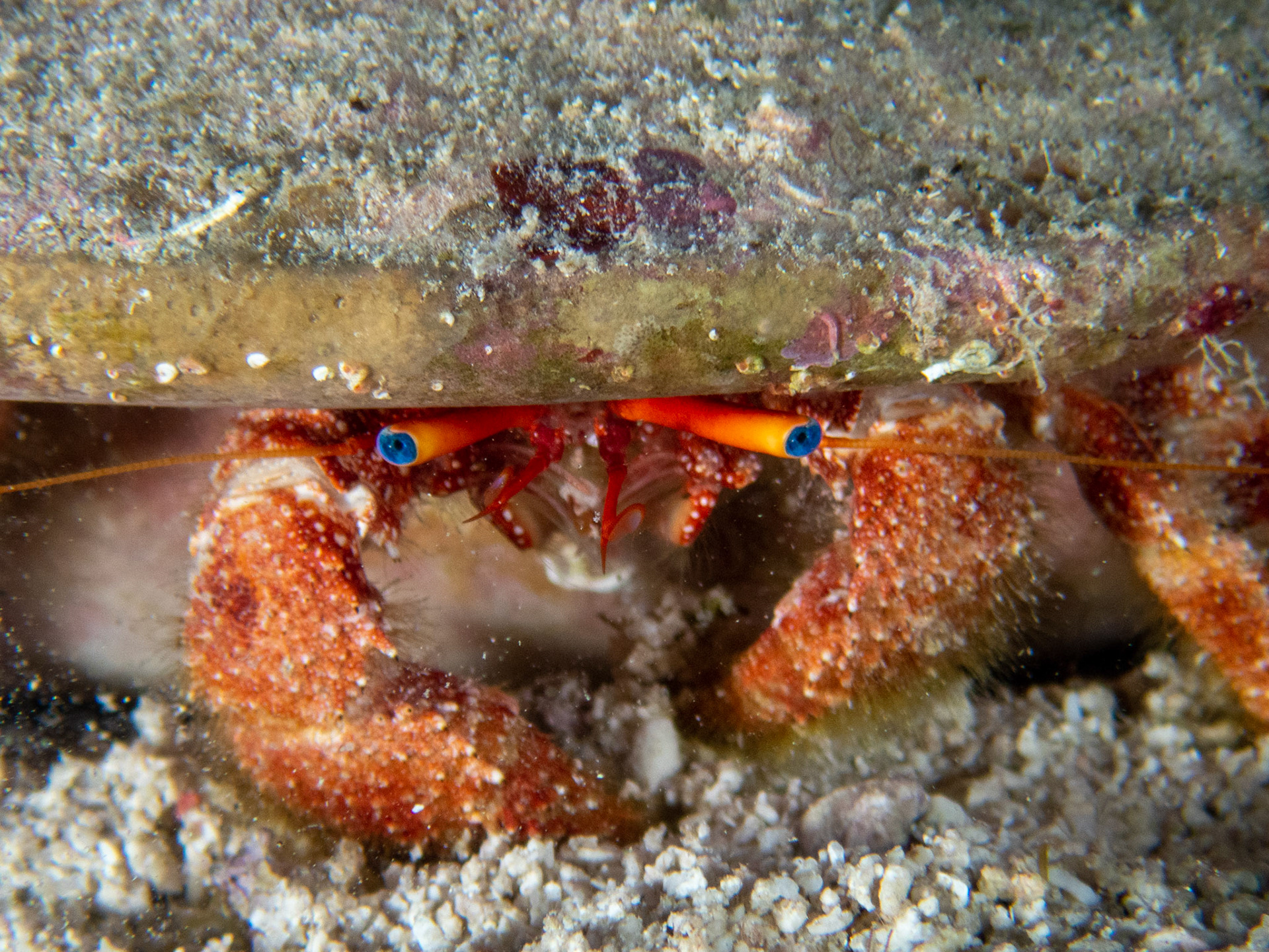 Blue-eye Hermit Crab