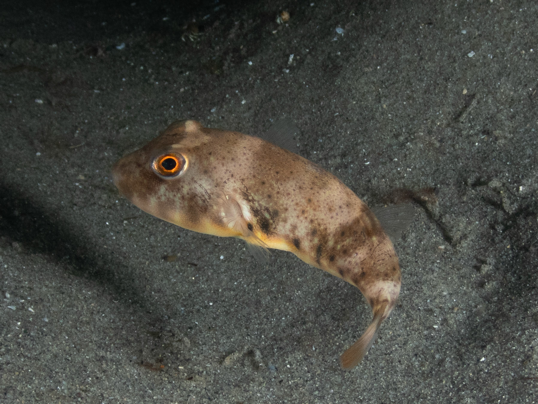 Northern Puffer