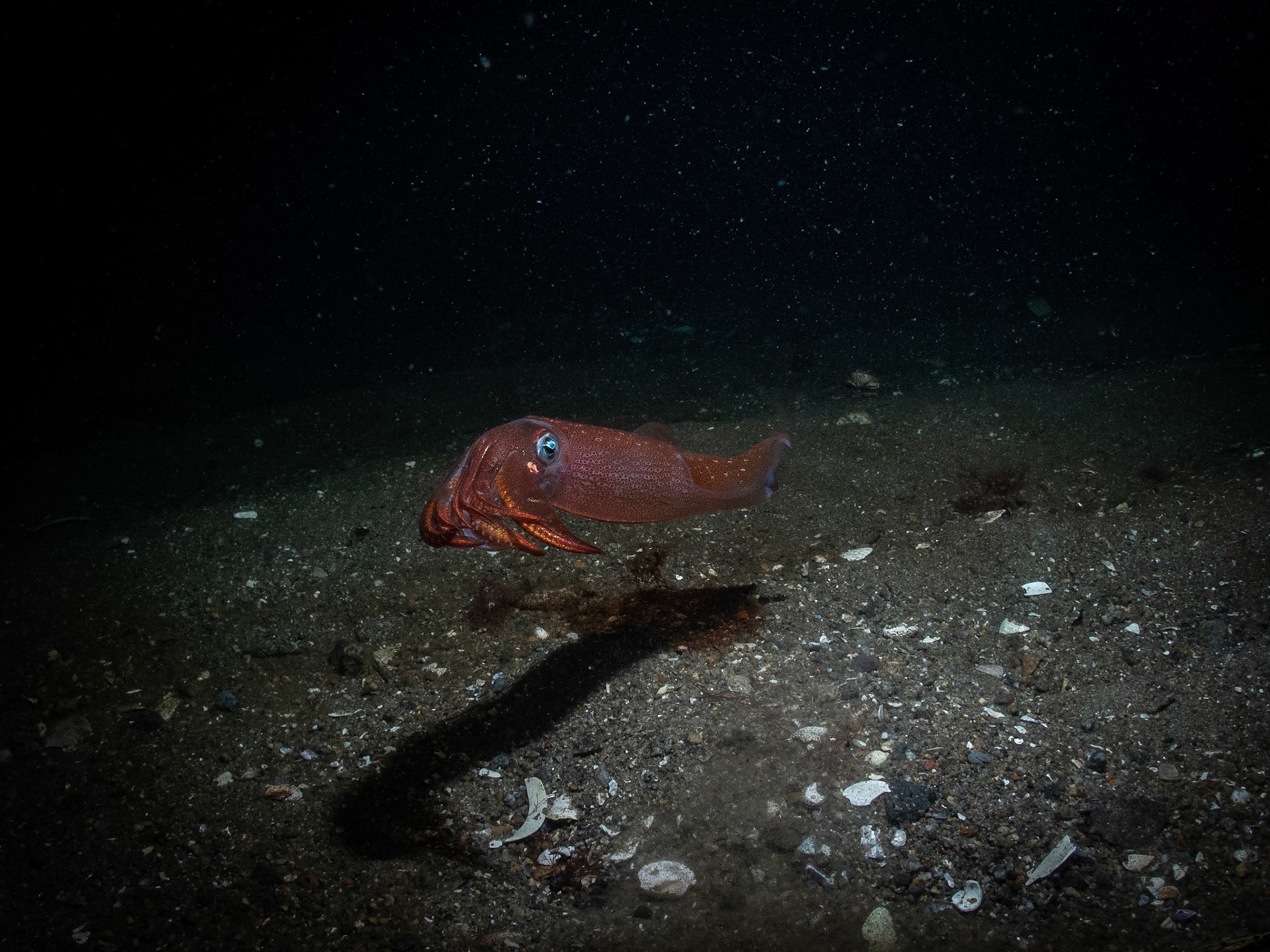 Longfin squid in red