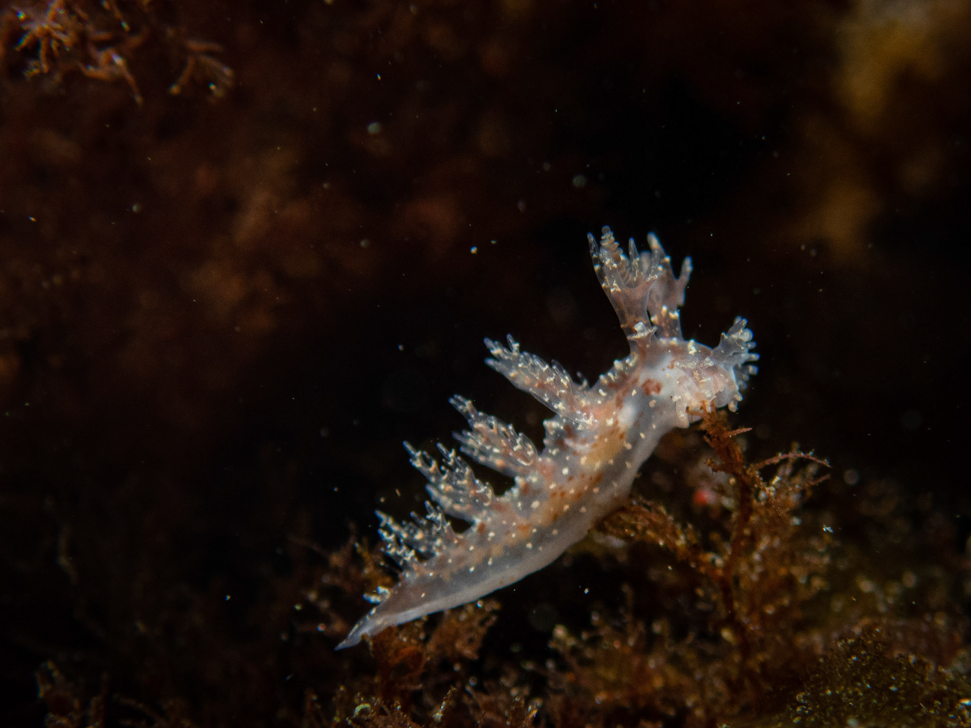 Dendronotus frondosus