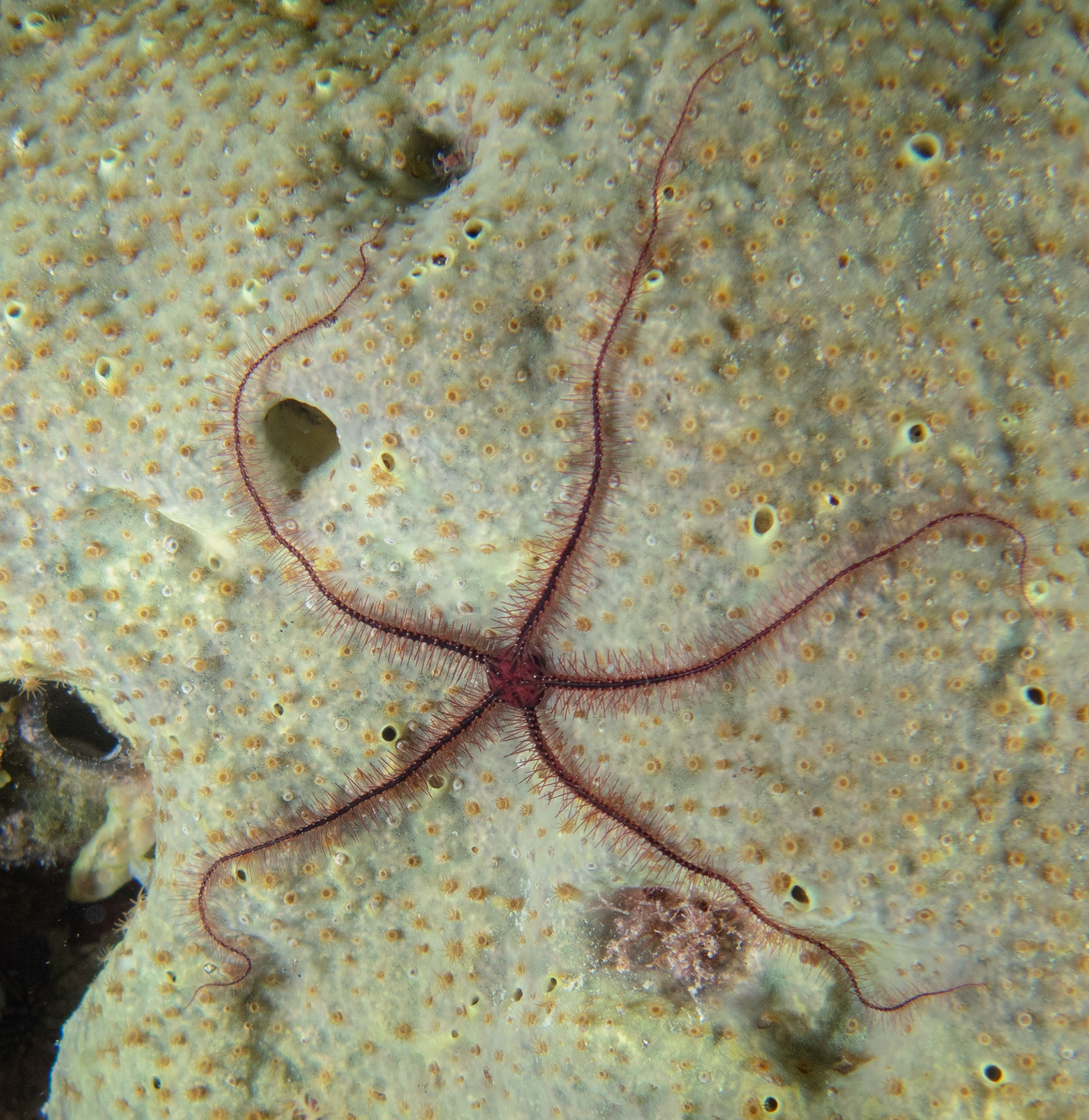 Brittle star