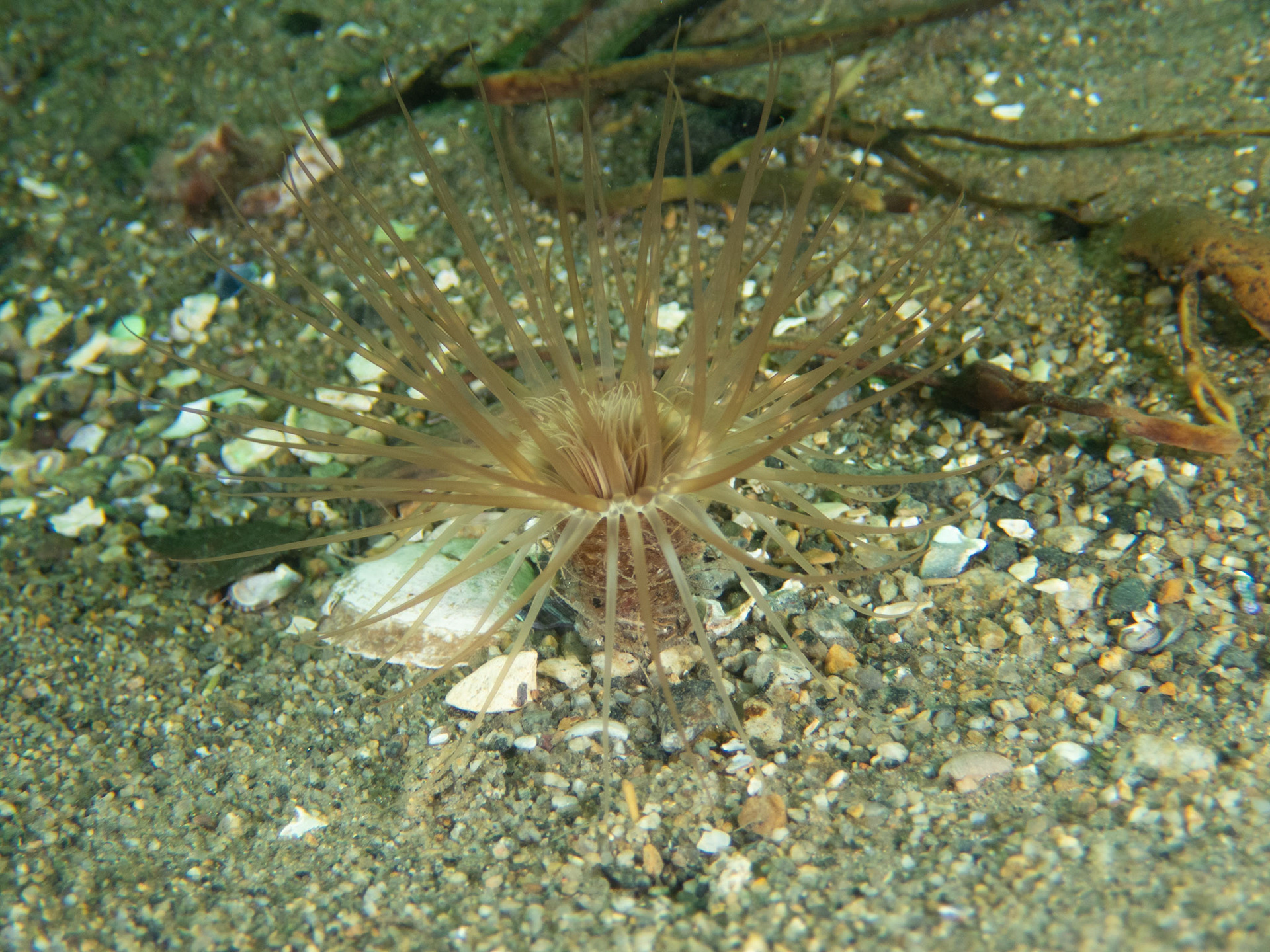 Northern Cerianthid