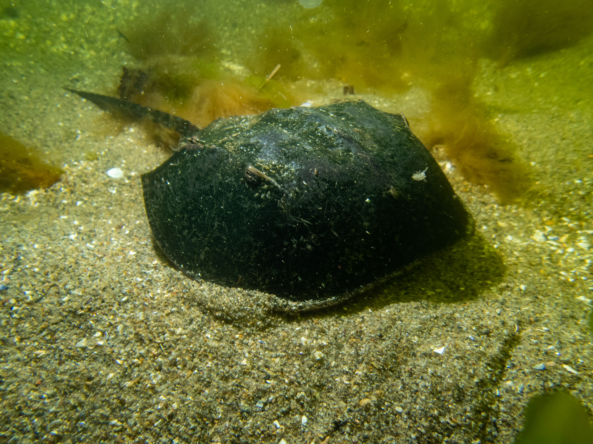 Small horseshoe crab