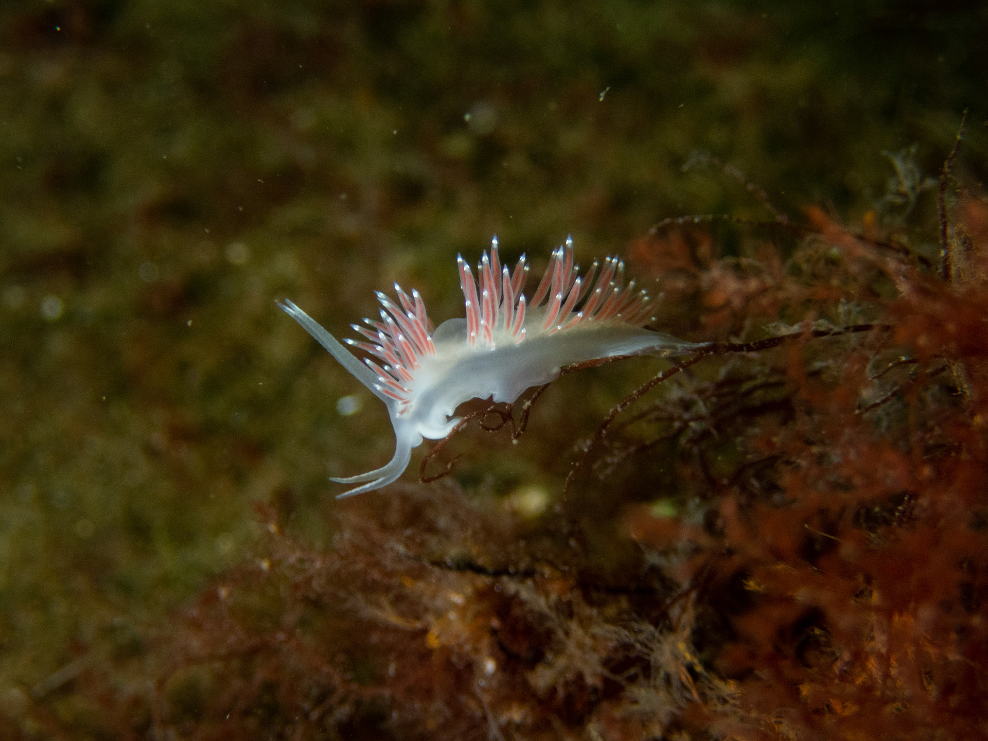 Red-finger aeolis nudibranch