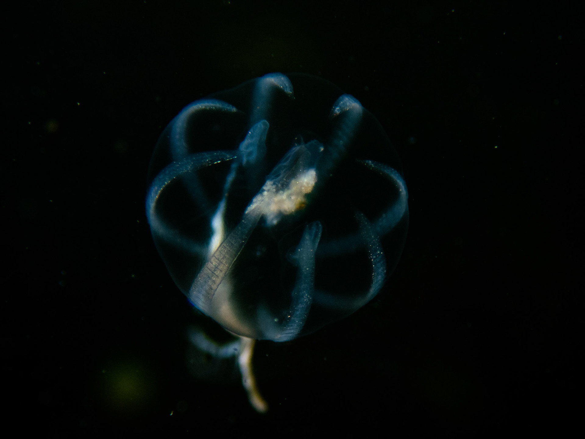 Sea gooseberry