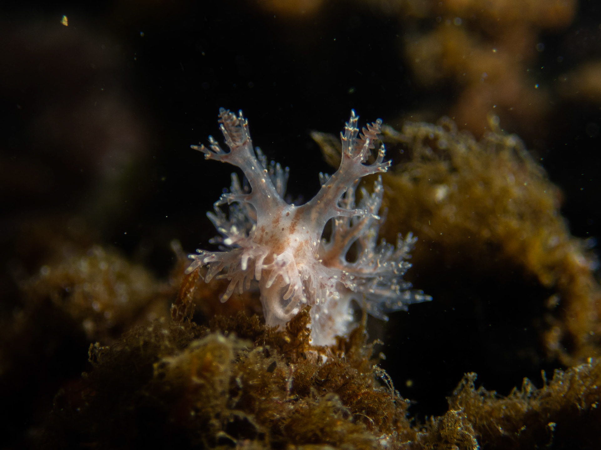 Dendrontous frondosus