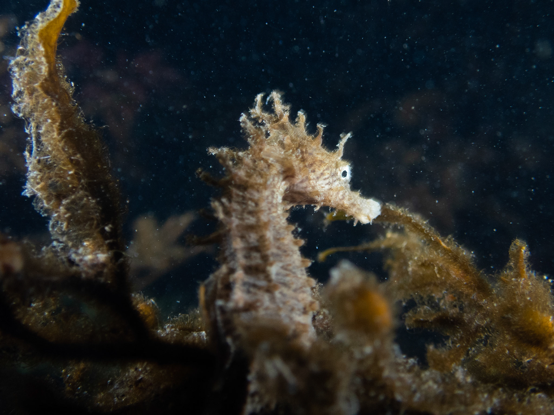 Lined Seahorse