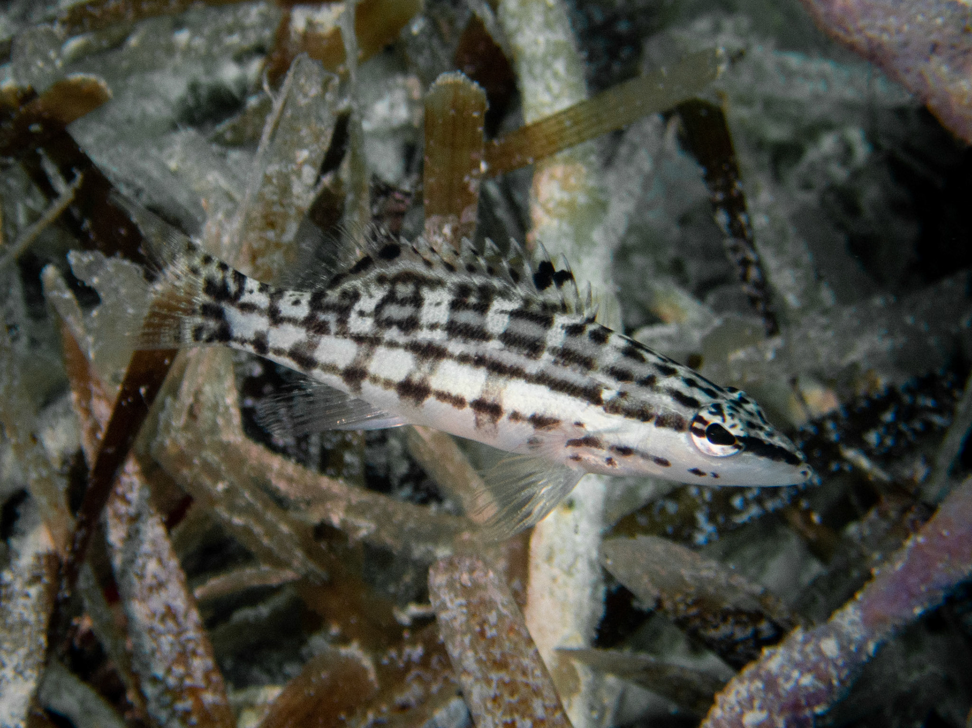 Harlequin Basslet