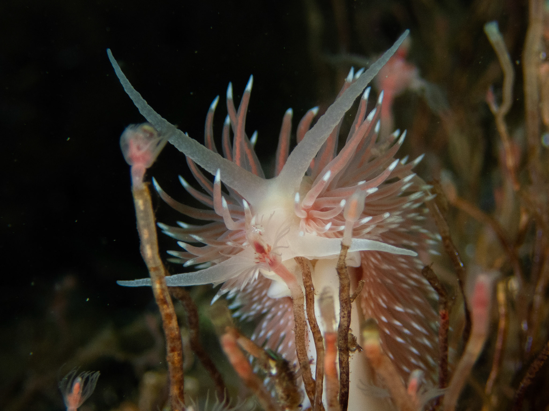 Flabellina verilli amongst the hydroids