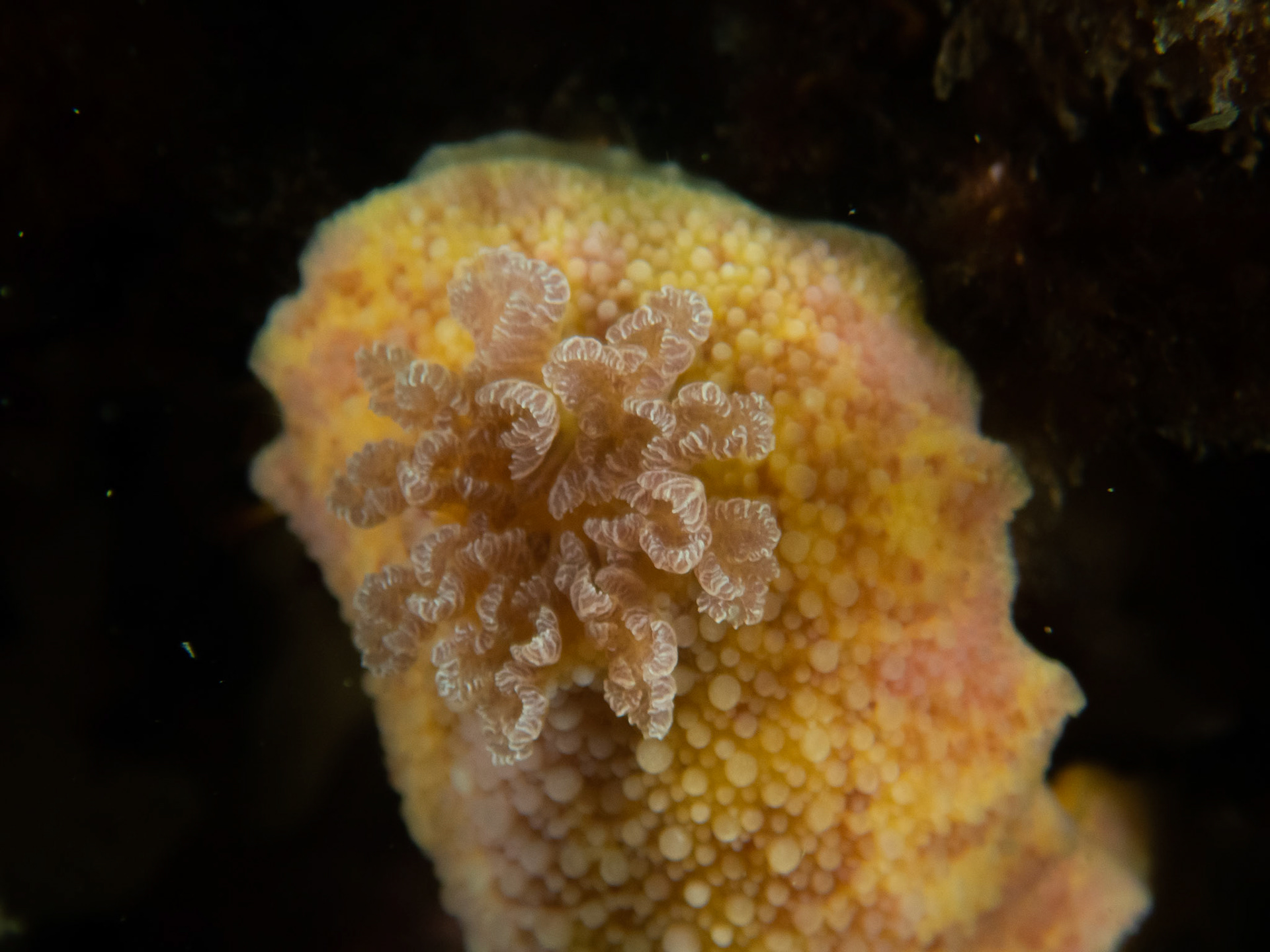 Sea Lemon gills