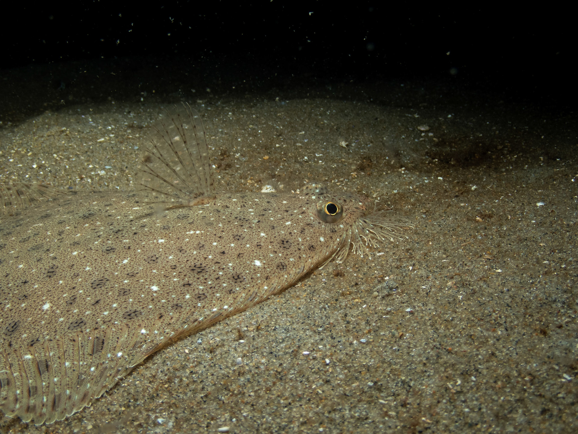 Windowpane flounder with fin mohawk