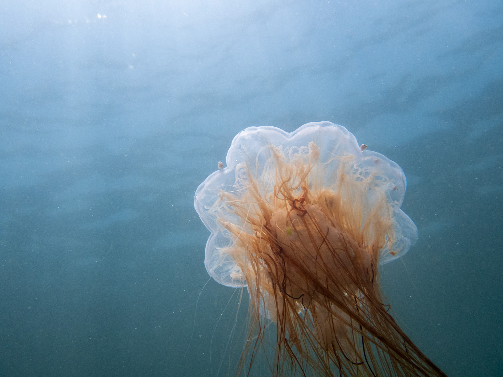 Lion's Mane Jelly in the sunlight