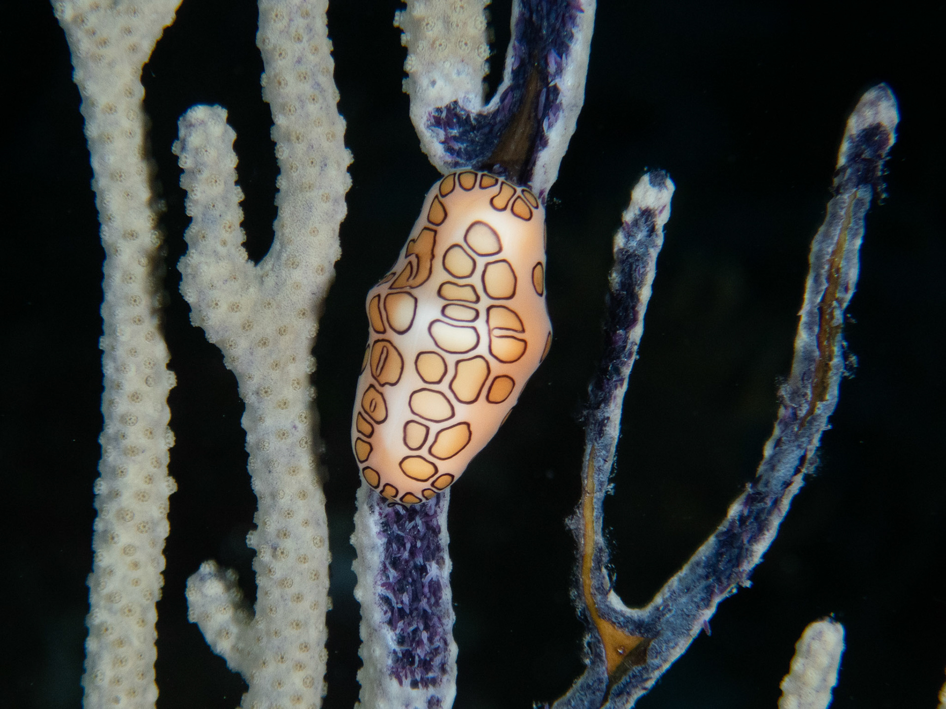This Flamingo Tongue has been busy