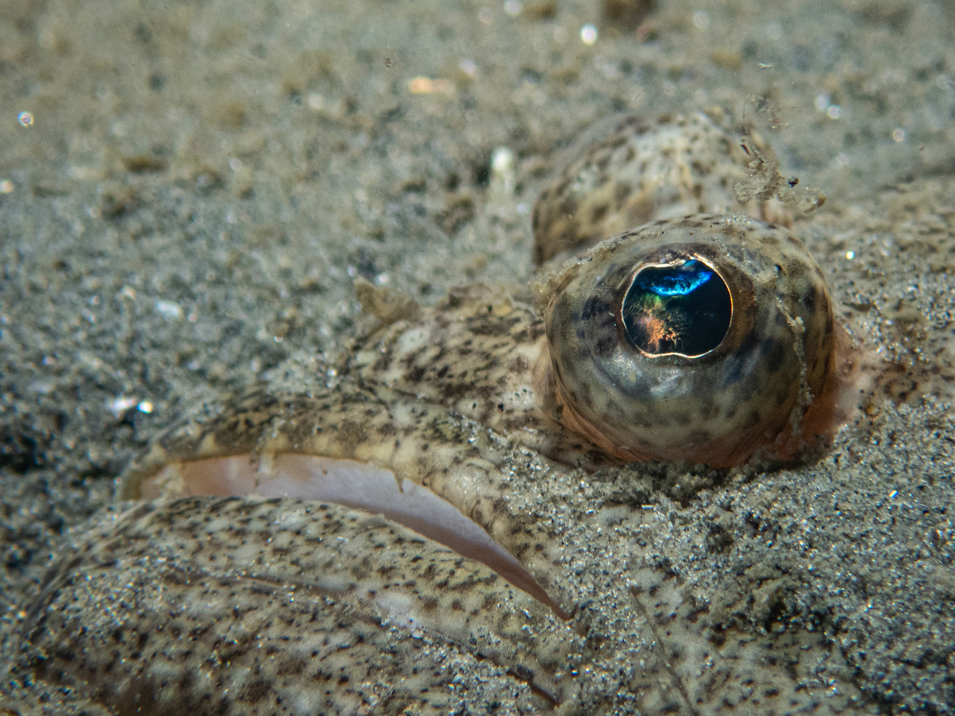 Summer flounder